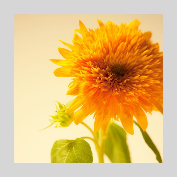 IGREBOW Ҥޤβ֡[ 11] ܥ ƥꥢե ԥ㡼 ̿