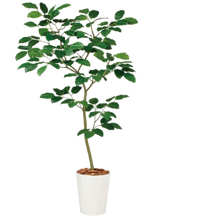 ٥󥬥ܥ FST W80H150cmTK99116 ƥե륰꡼ ͹տʪ ͹ ȭդ꡼