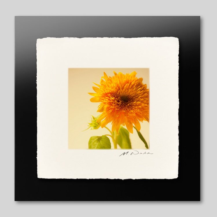 IGREBOW Ҥޤβ֡[» 11] ܥ ƥꥢե ԥ㡼 ̿