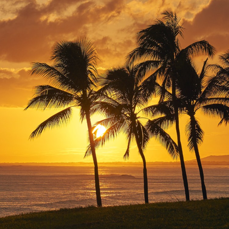 IGREBOW ϥ磻  ͼޤ볤ȥ䥷ڡ[ 12] ܥ ƥꥢե ԥ㡼 ̿