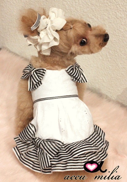 accu milia�����饤�� ���åȥ�졼�� ����