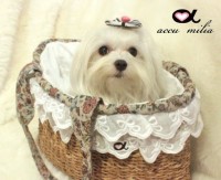accu milia　かごキャリーバッグ Ctype|キャリーバッグ|accu milia (by Victory)