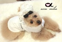 accu milia コットンプチフルール B＆G|洋服|accu milia (by Victory)