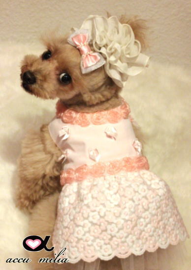 accu milia �Х����������Ԣ�