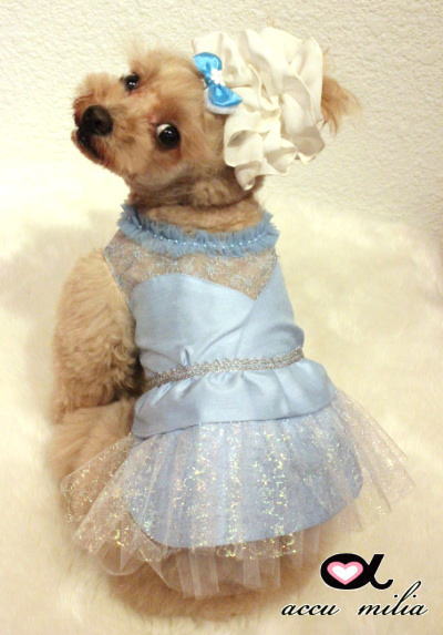 accu milia ���Ρ�����������Ԣ�