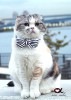 コラボ ☆ コットンイライザ CATS（キャッツ）カラー|リード＆カラー（首輪）|accu milia (by Victory)