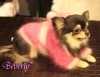 アンゴラニット　チェリーピンクフード|カシミア・ニット・セーター類|Fifi&RomeoFinalSALE