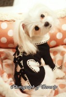 2011　スペシャルカシミア　ベロアリボンブラック|カシミア・ニット・セーター類|Fifi&RomeoFinalSALE