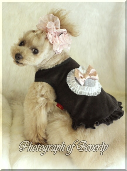 2013�ҡ��ȡ���� �٥����ե��