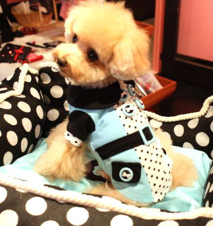 �ɥåȥ������٥���դ����åȥ��� 20090072b