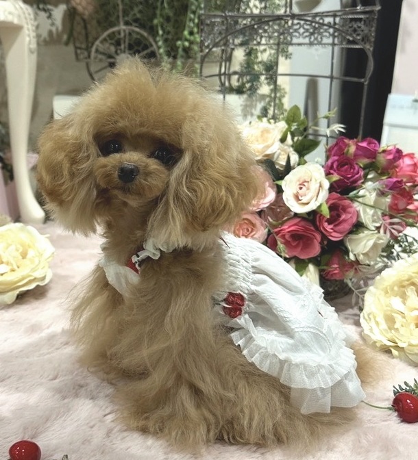 Happy�����꡼����