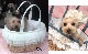 accu miliaե뤫꡼Bag 20'