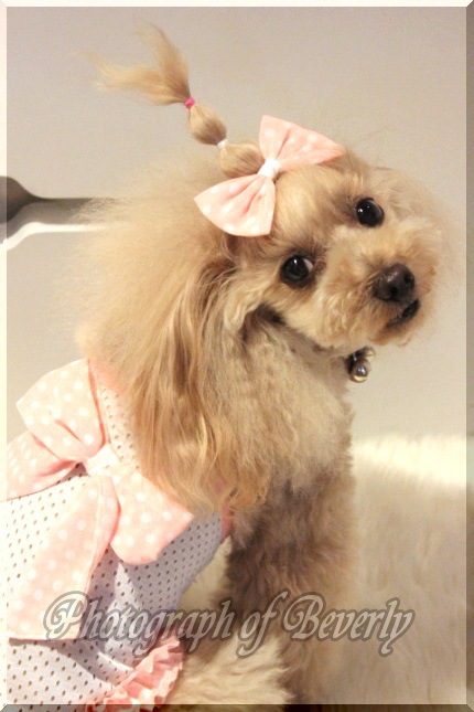 Marivi���٥ӡ��ԥ󥯥ɥåȥ��饤�����Х�å�