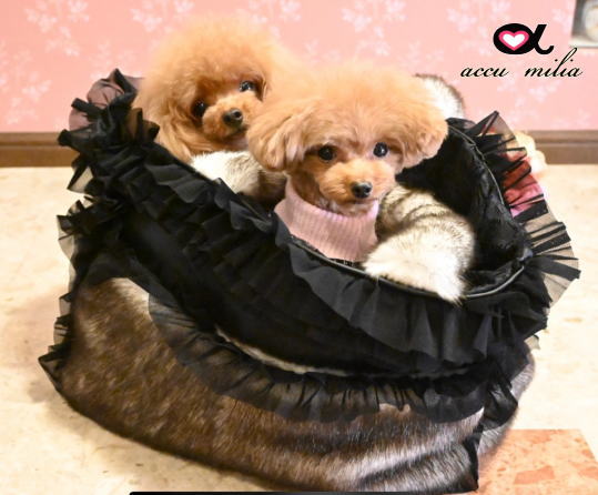 accu milia �ե������ե������쥬��ȥ���꡼�Хå�