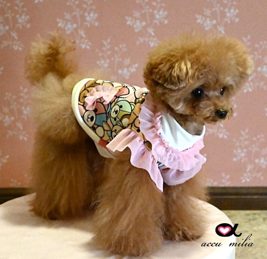 <�����>ŷ�ȤΥ����ȡ�accu milia  ������٥������åȥ���