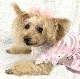 accu milia ե塼