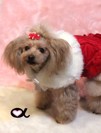 accu milia �ۥ磻�ȥե������ե���������