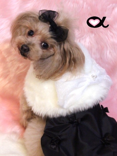 accu milia �ۥ磻�ȥե������ե���������