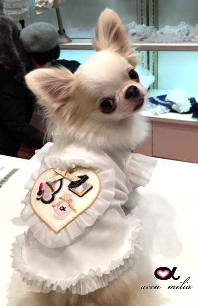 accu milia��������ե�륫�åȥ���