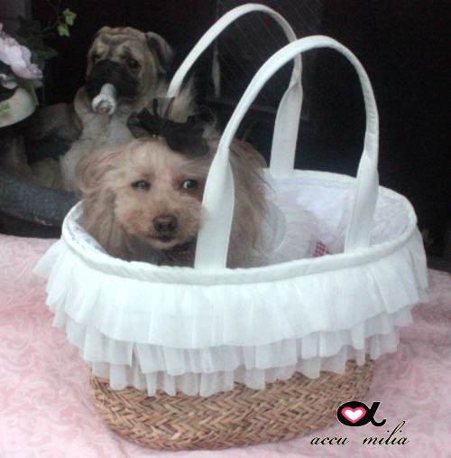 accu milia����������꡼Bag 19'