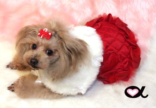 accu milia �ۥ磻�ȥե������ե���������