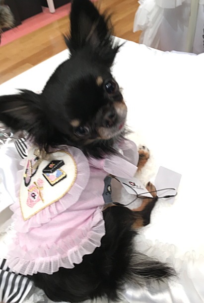 accu milia��������ե�륫�åȥ���