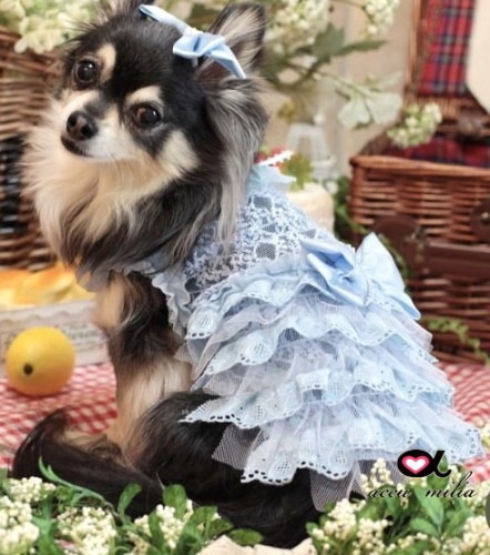 �֥롼���졼�륳�åȥ���ԡʡ����̸����