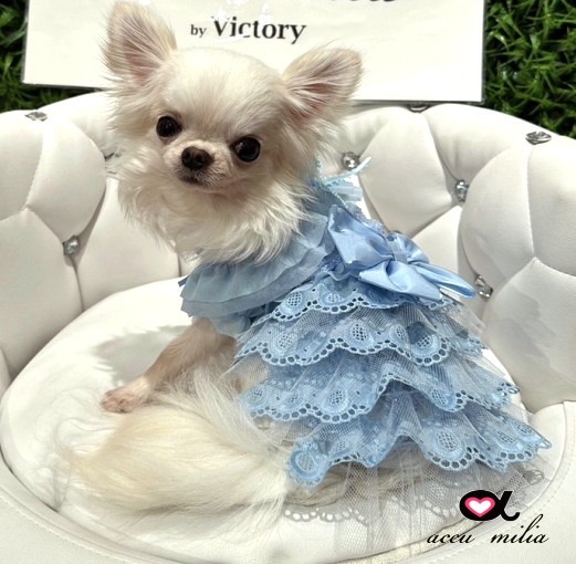 �֥롼���졼�륳�åȥ���ԡʡ����̸����