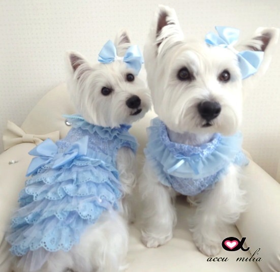 �֥롼���졼�륳�åȥ���ԡʡ����̸����