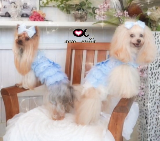 �֥롼���졼�륳�åȥ���ԡʡ����̸����