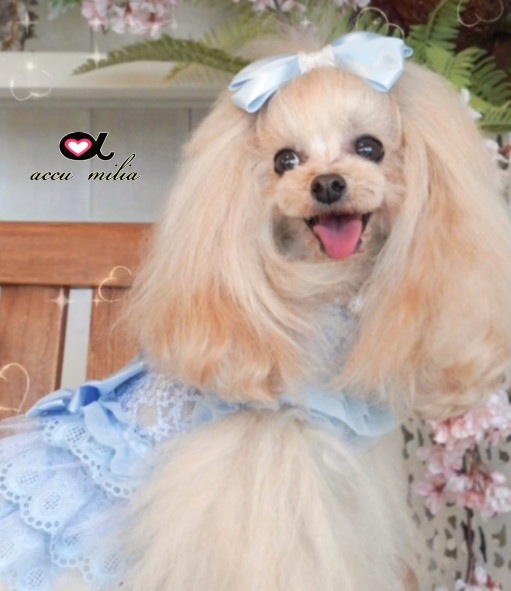 �֥롼���졼�륳�åȥ���ԡʡ����̸����