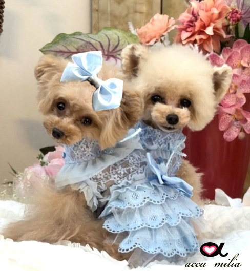 �֥롼���졼�륳�åȥ���ԡʡ����̸����