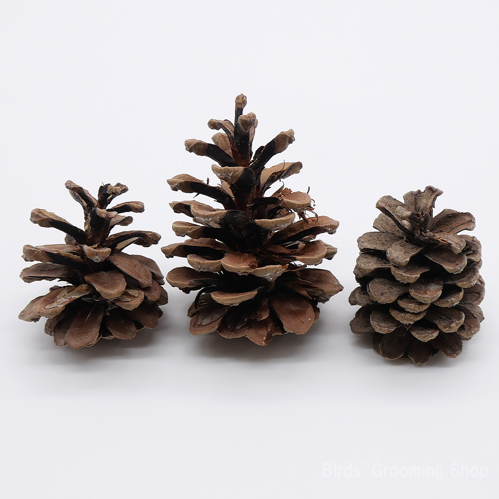 松ぼっくり(3個セット)｜Bird's Grooming Shop