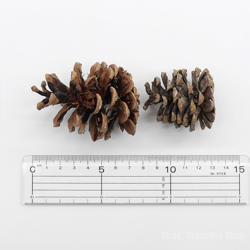 松ぼっくり(3個セット)｜Bird's Grooming Shop