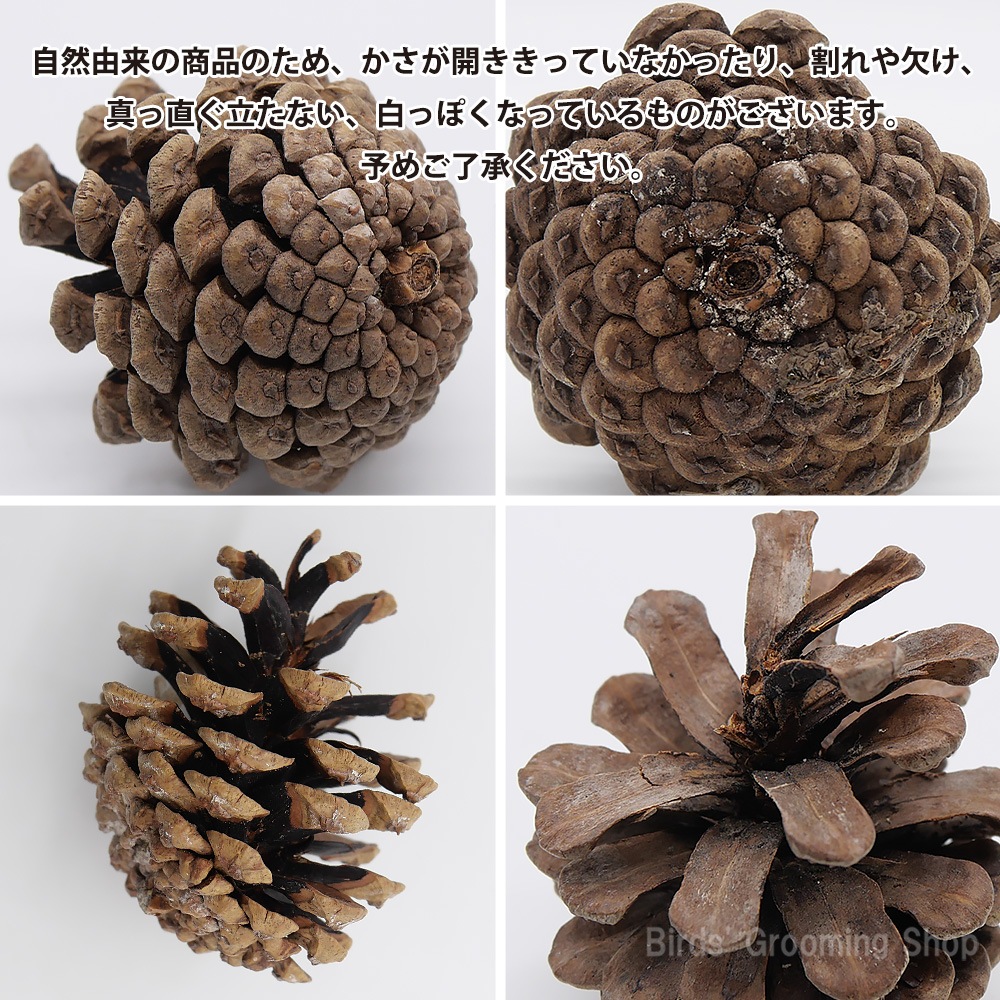 松ぼっくり(3個セット)｜Bird's Grooming Shop