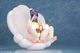 ͽ�� PURE 1/6 ���奦���른�㡼���֥롼 ��ܿ��� 27ǯ05��