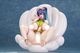 ͽ�� PURE 1/6 ���奦���른�㡼���֥롼 ��ܿ��� 27ǯ05��