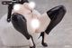 ͽ�� Pink Rouge 1/6 �Хˡ�������̵̵�� 26ǯ09��
