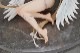 ͽ�� PURE 1/6 ��⥳����� Illustrated by �ۤ����� 27ǯ01��
