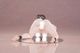 ͽ�� PURE 1/6 �������� ��̩��ͷ�� Illustrated by ������ �����ʥե����奢 27ǯ05��