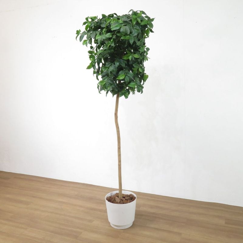 【直接引取限定】フェイクグリーン 植栽 オフィスインテリア グリーン オブジェ 観葉植物 人工樹木 高さ2100㎜ AG19224 中古