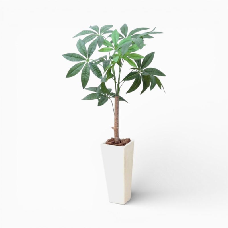 【中古】植栽 フェイクグリーン ホワイト パキラ インテリア 玄関  YH20642