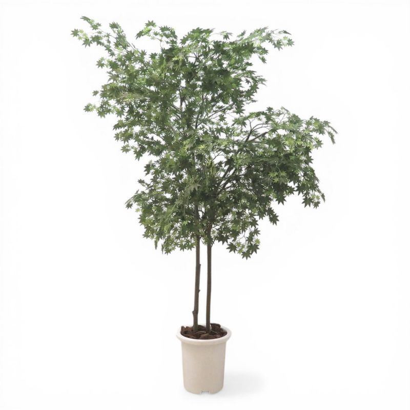 【中古】フェイクグリーン グリーン もみじ 鉢植え 人工観葉植物 中古オフィス家具 KK19582