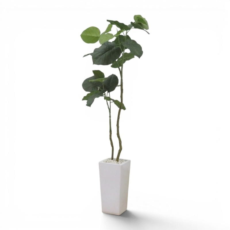 【中古】ウンベラータ 人工観葉植物 高さ1260ｍｍ フェイクグリーン 鉢植え 陶器 W750 D850 H2000 ホワイト インテリア雑貨 中古オフィス家具 KK21153