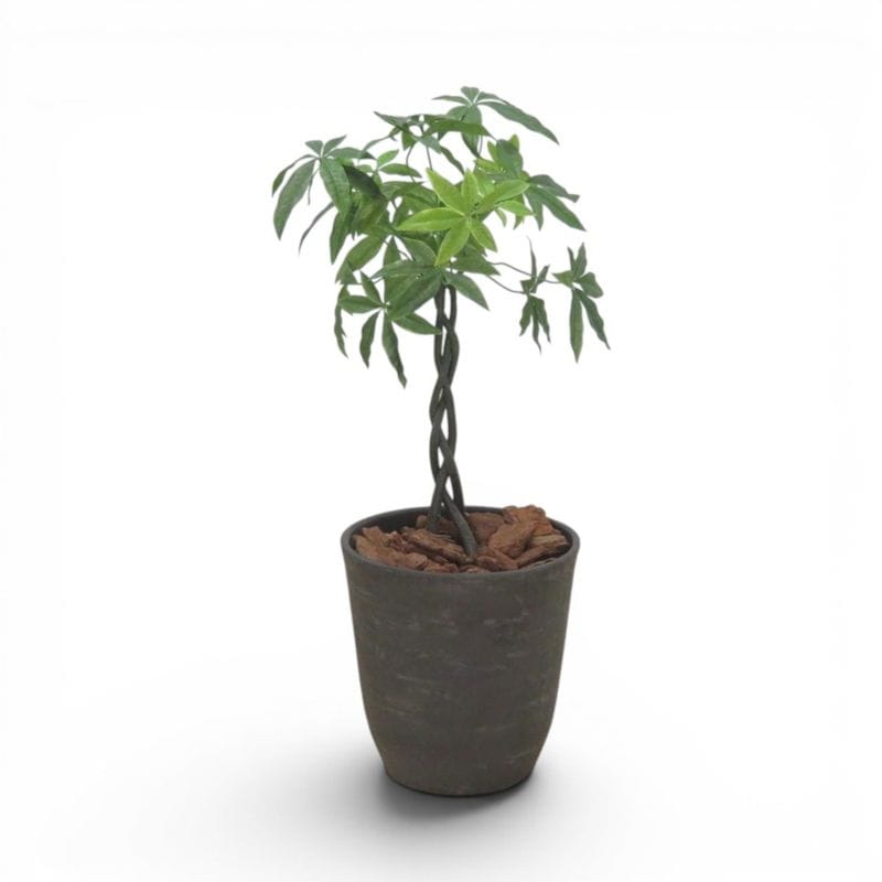 【中古】 パキラ フェイクグリーン ニューグレー 高さ80㎝ 人工観葉植物 オフィスインテリア オフィスアクセサリー 中古オフィス家具 KK21568 