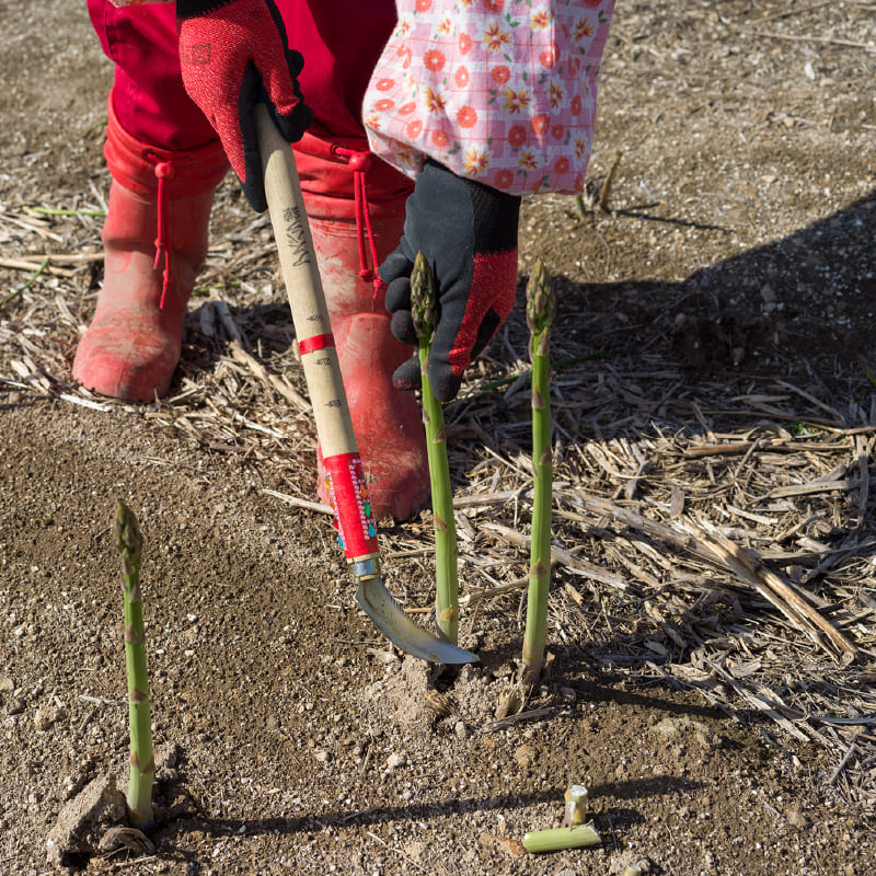 ハウスグリーンアスパラ 1kg 2L（数量限定）【2025年販売終了】 商品画像3