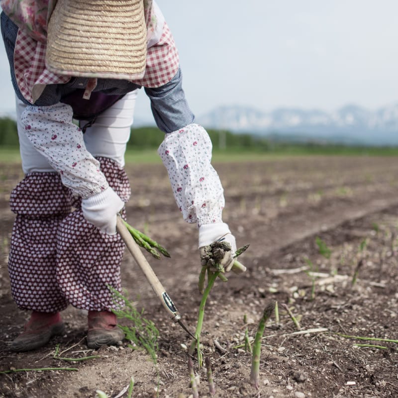 露地グリーンアスパラ 1kg 2L【2025年販売終了】 商品画像3