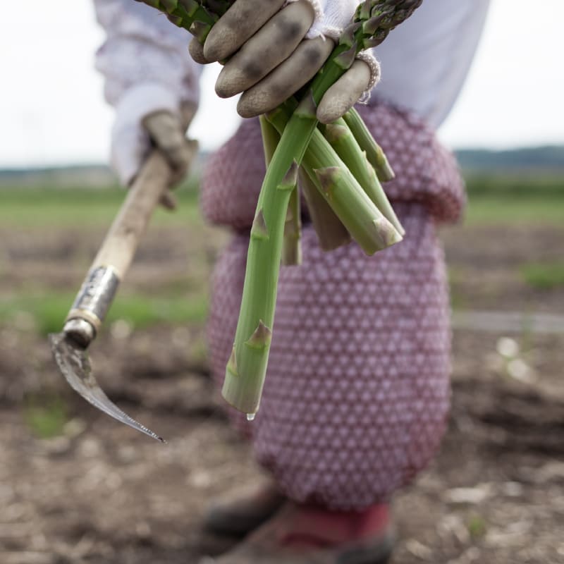 露地グリーンアスパラ M・L混サイズ 1kg【2025年販売終了】 商品画像3