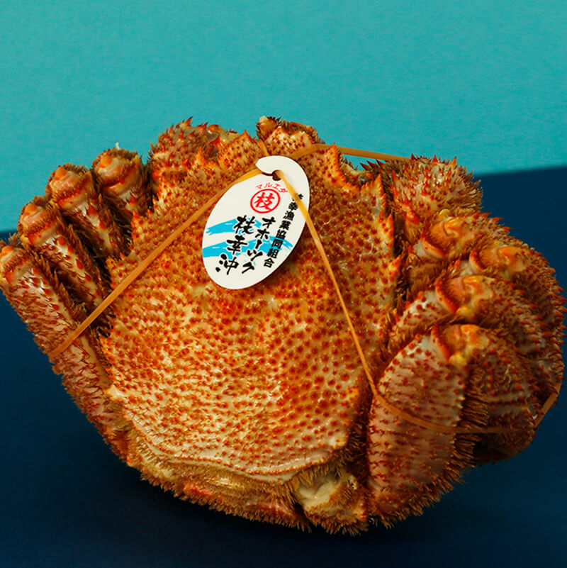 【美瑛選果のお中元】枝幸の特選毛がに1杯 商品画像2