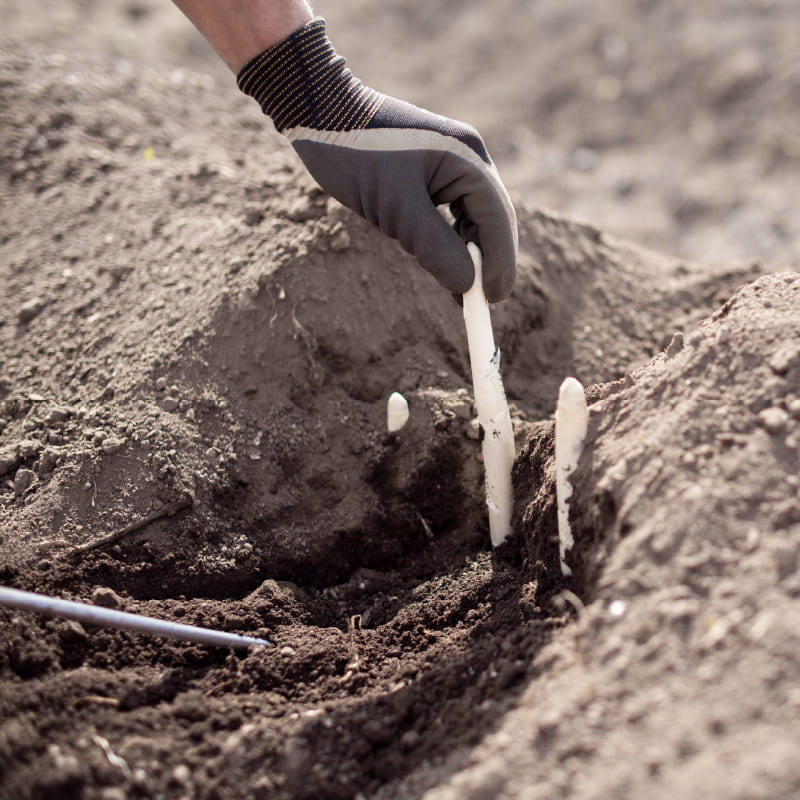 グリーン&ホワイトアスパラセット(L500g/混300g)【2025年販売終了】 商品画像4